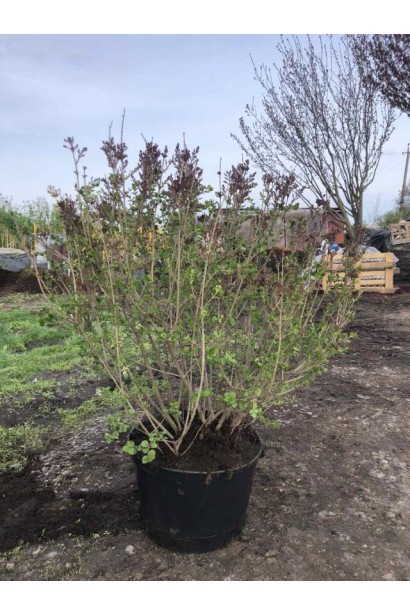 Бузок Меєра Палібін - 35л/вис.70-80см/Ø70-80см